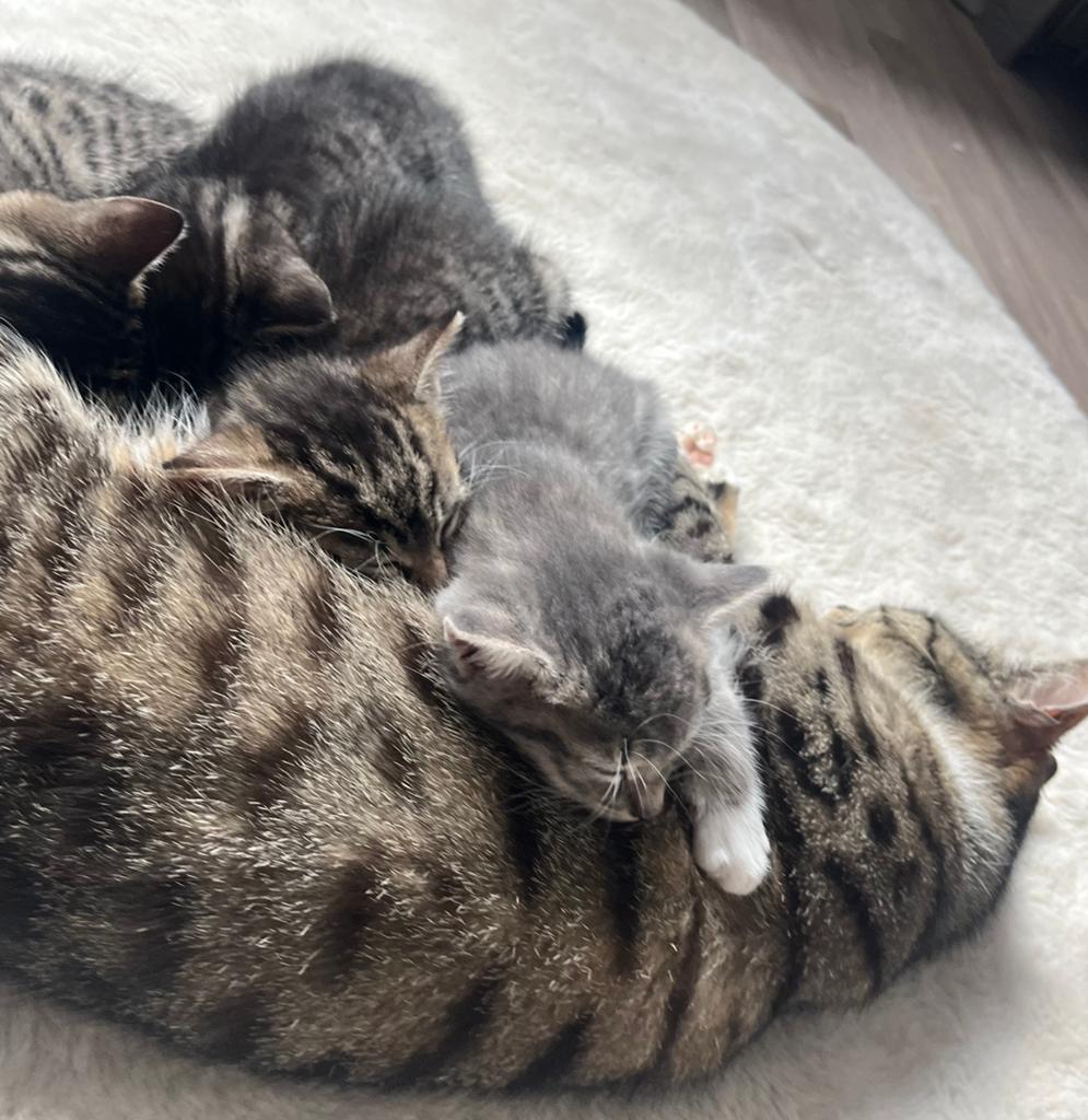 Lieve kittens zoeken een warm mandje 🐾 €150, Dieren en Toebehoren, Meerdere dieren