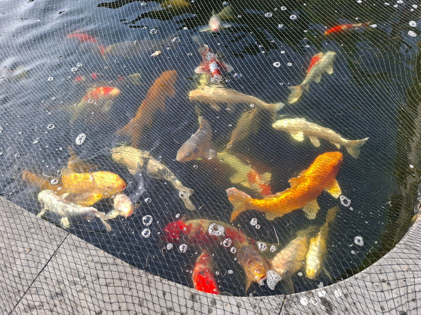 koi karpers, Dieren en Toebehoren, Karper of Koi
