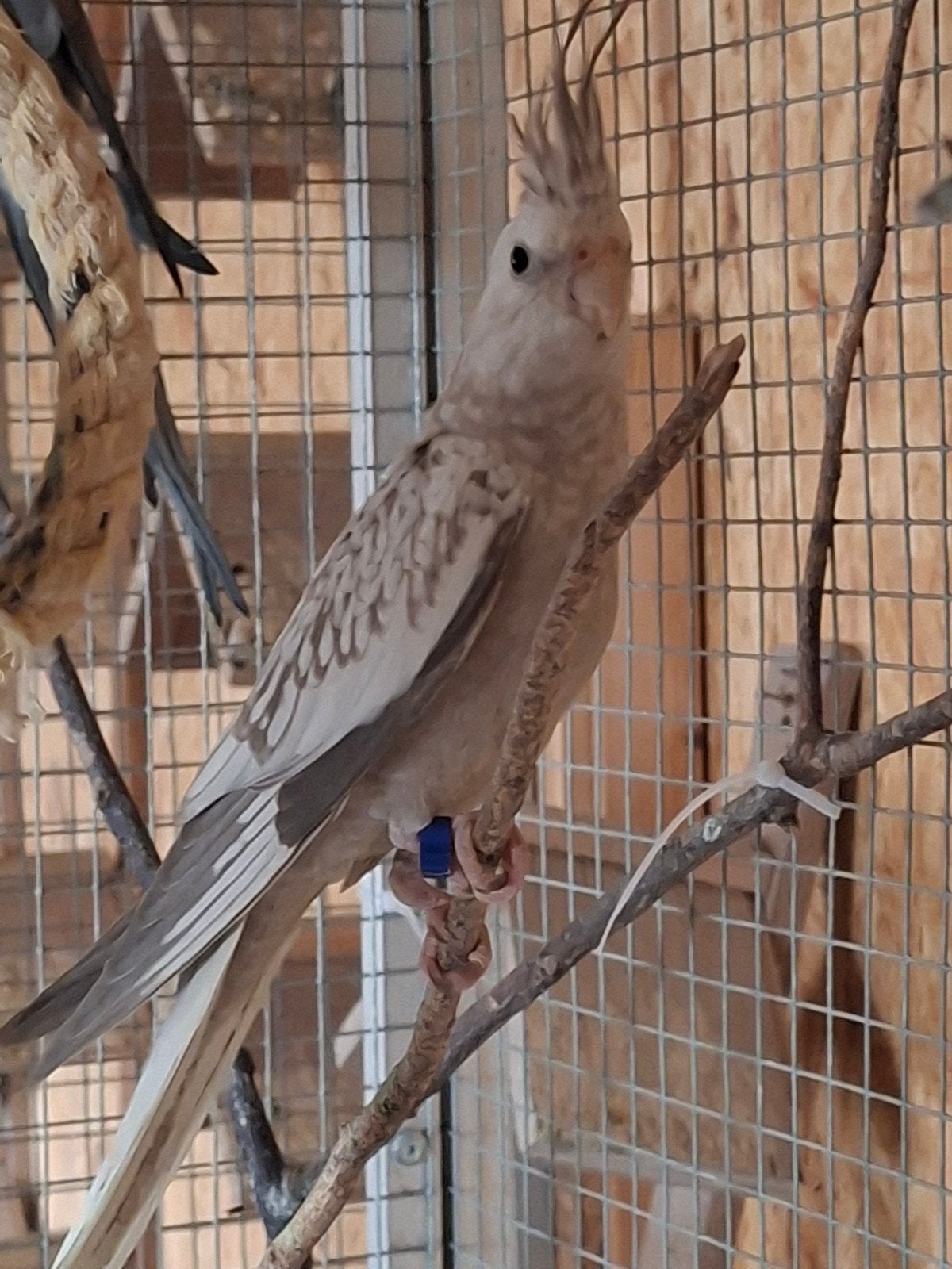 Jonge valkparkiet man, Dieren en Toebehoren, Vogels | Parkieten en Papegaaien, Mannelijk, Parkiet, Tam