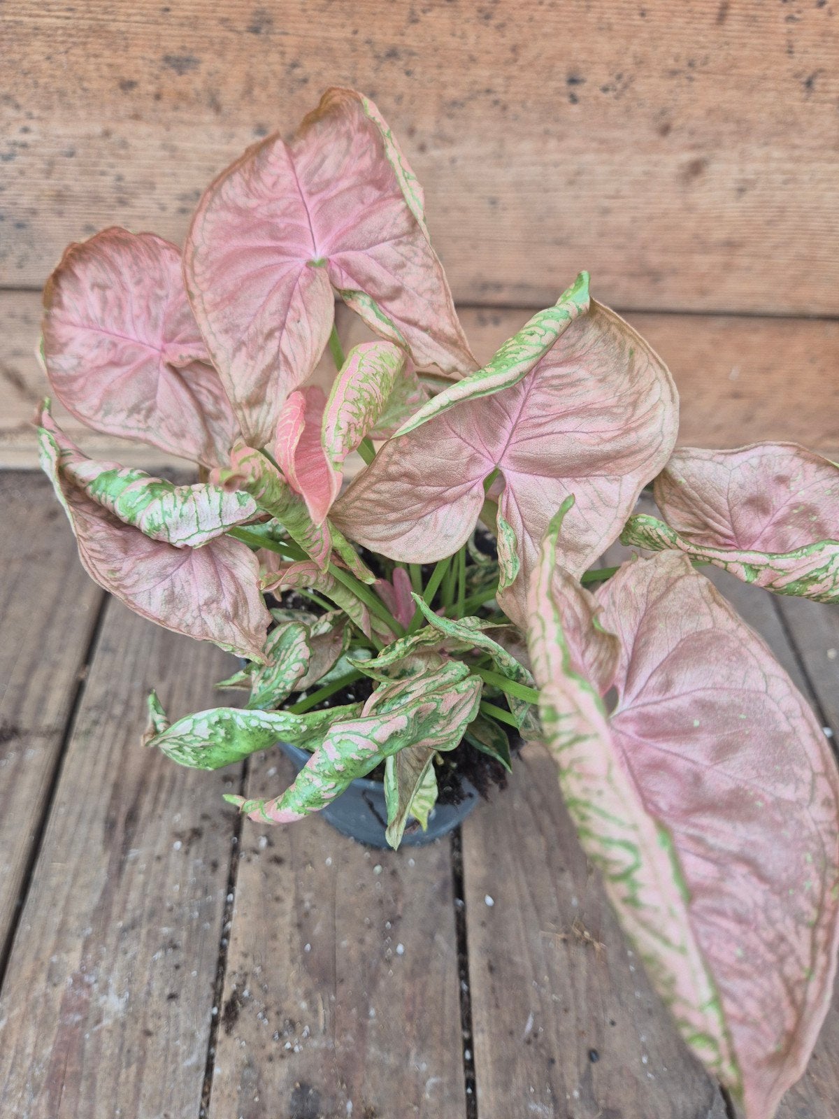 Syngonium Pink Chameleon p12 (5), Huis en Inrichting, Ophalen of Verzenden, Halfschaduw, Minder dan 100 cm