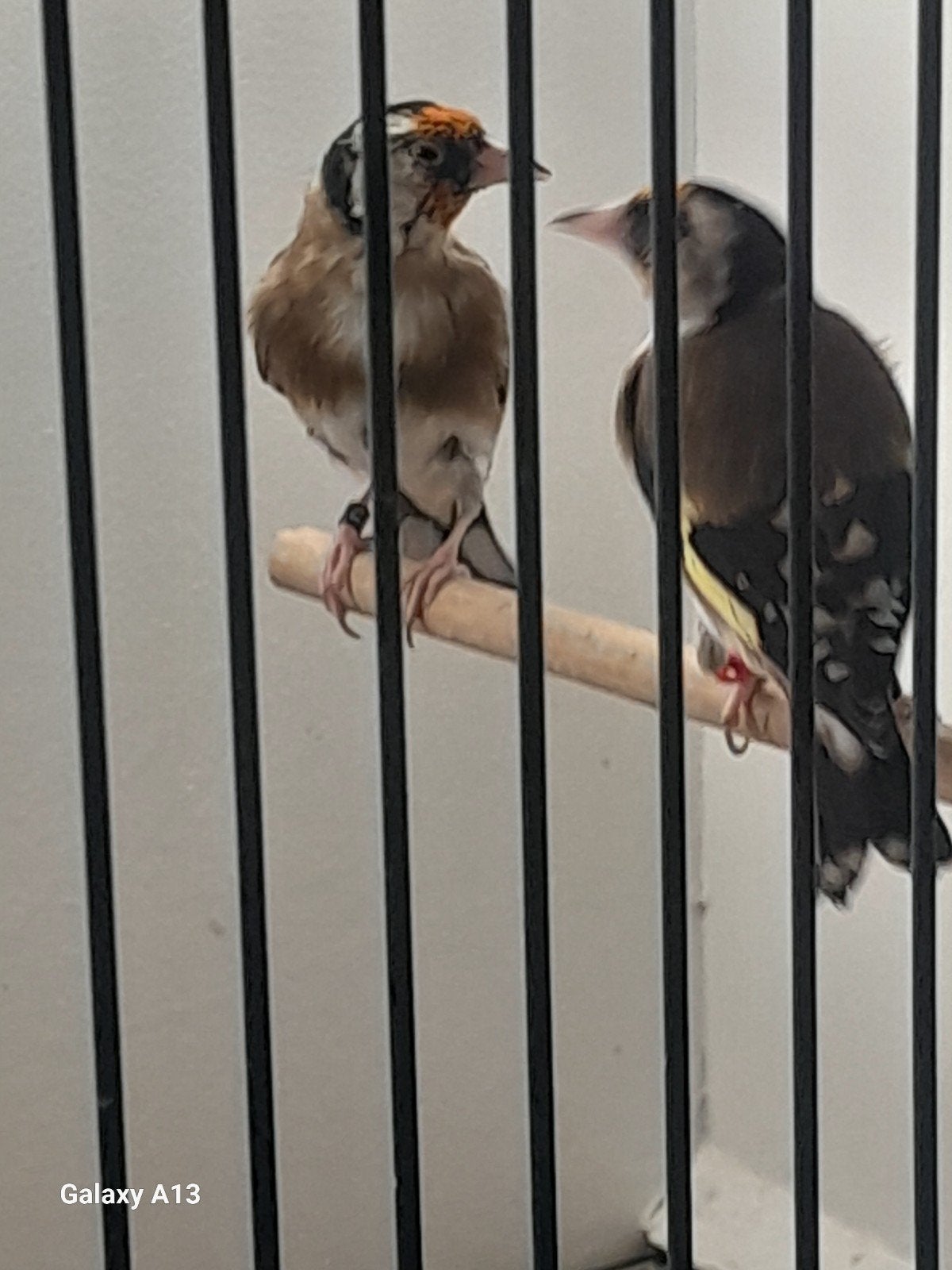 te koop bloemputters koppels van 2o25 zie omschrifen, Dieren en Toebehoren