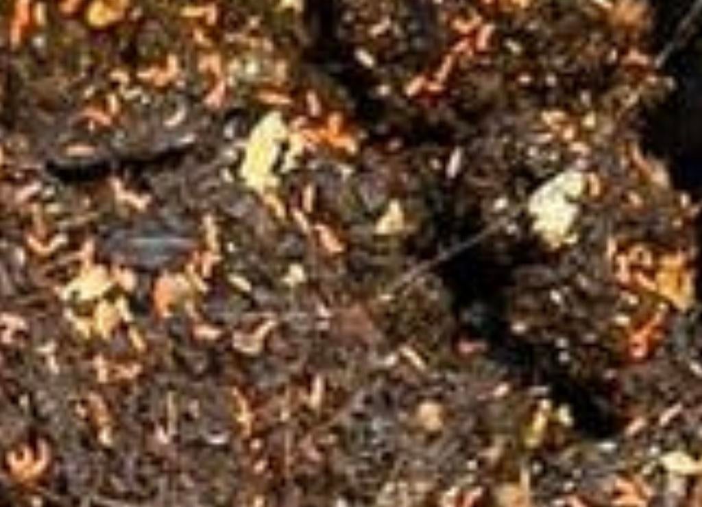 Oranje springstaartjes, Dieren en Toebehoren, Insecten en Spinnen