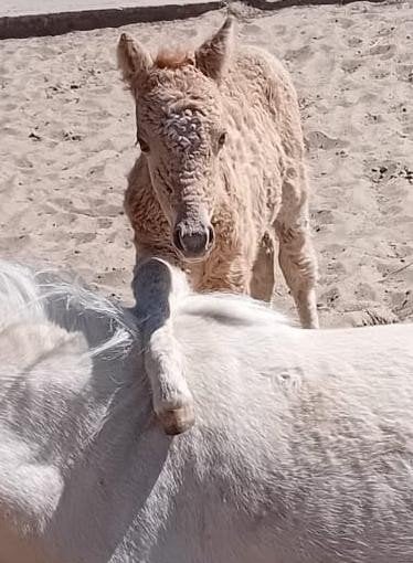Golden Mini Palomino Curly veulen & Appaloosa merrieveulen, Dieren en Toebehoren, Pony's, Merrie, Gechipt, 0 tot 2 jaar