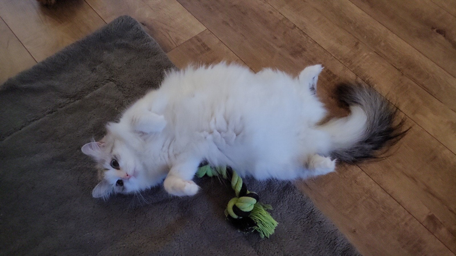 Siberische kittens verwacht.., Poes, Langharig