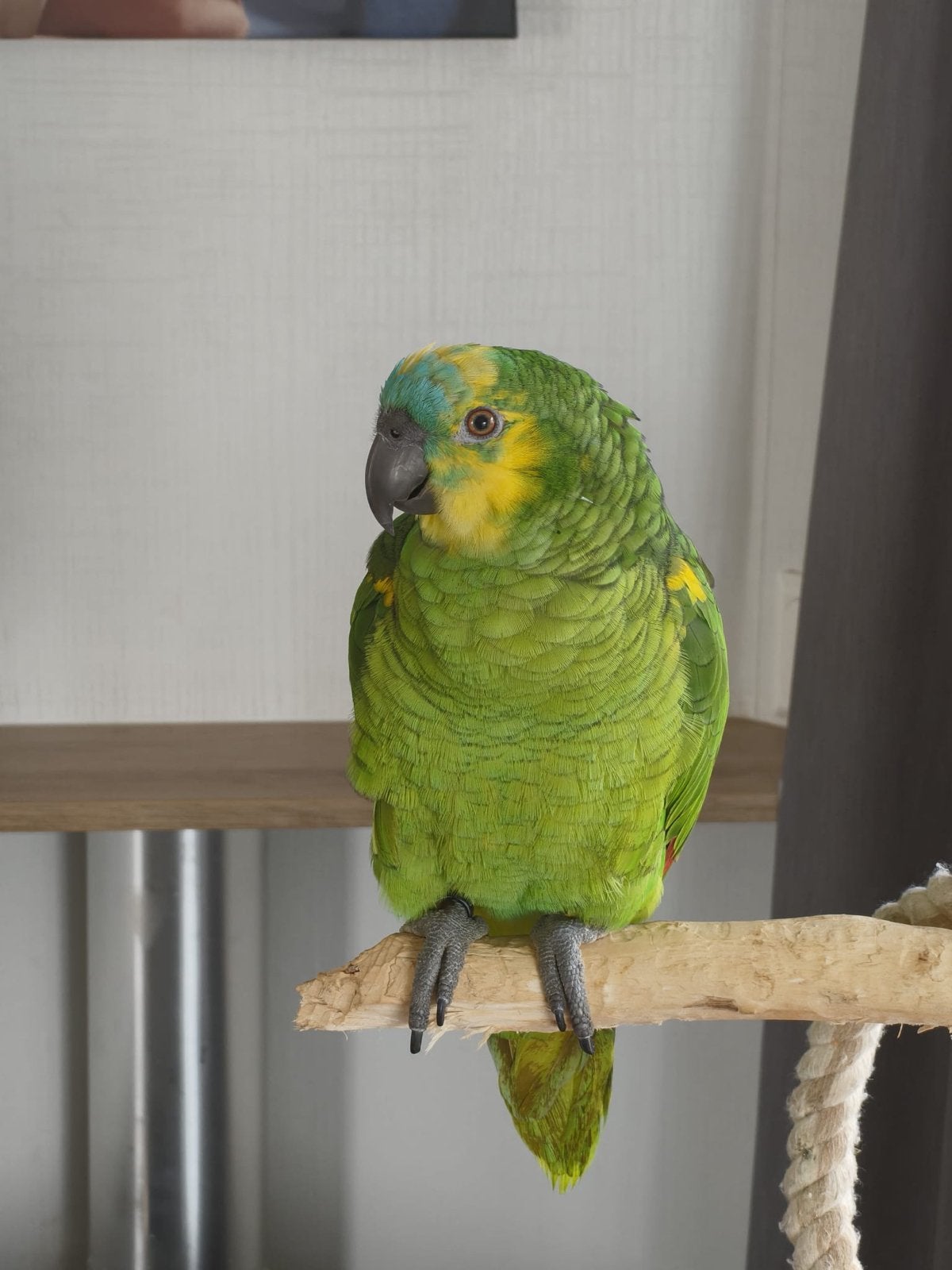 blauwvoorhoofdamazone (V) zoekt een nieuw baasje, Vrouwelijk, Papegaai