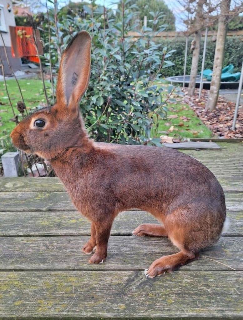 Fantastische jonge Raszuivere Belgische haas hazen getatoeëe, Dieren en Toebehoren, Meerdere dieren, Middelgroot, 0 tot 2 jaar