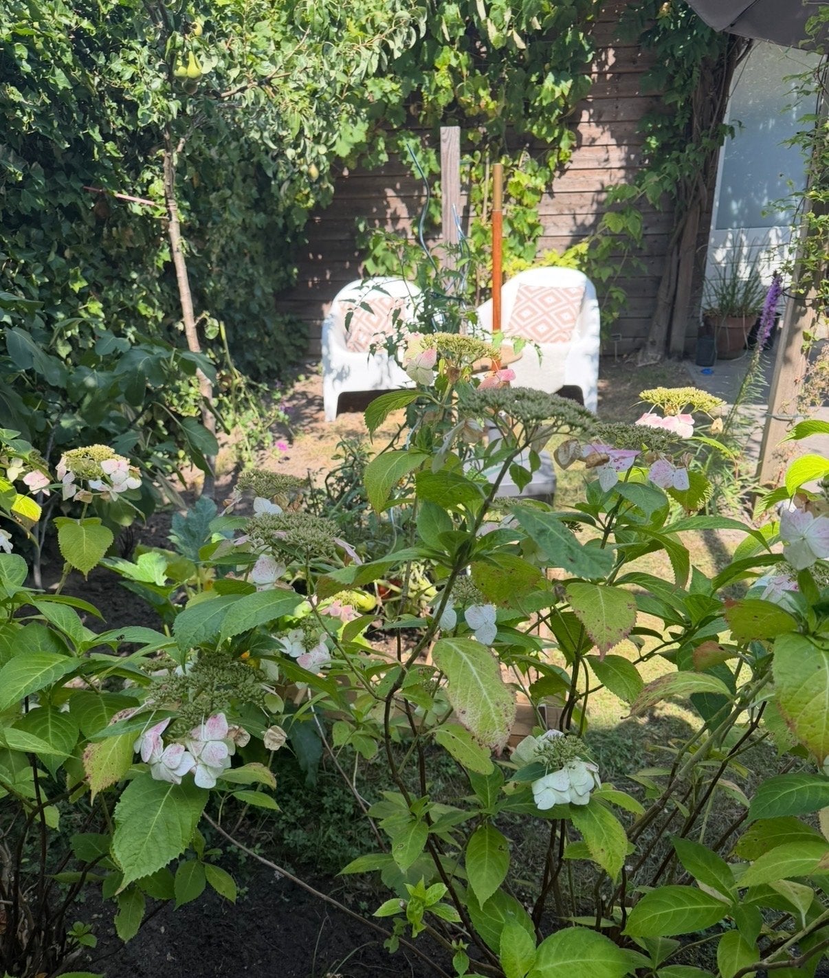 4 Prachtige Hortensia's voor uw tuin, Vaste plant, Halfschaduw, Zomer, Ophalen