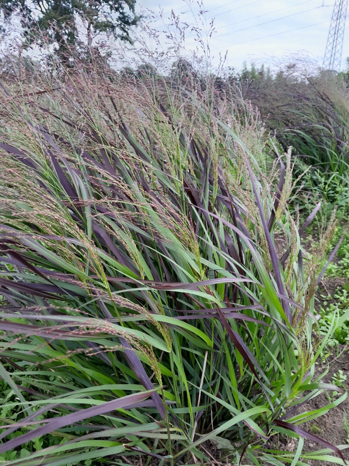 Vingergras (Panicum virgatum) - Sierlijk, Tuin en Terras, Ophalen of Verzenden