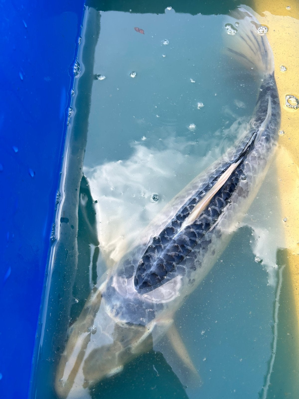 Aragoke Kikokuryu koi 40-45cm, Karper of Koi
