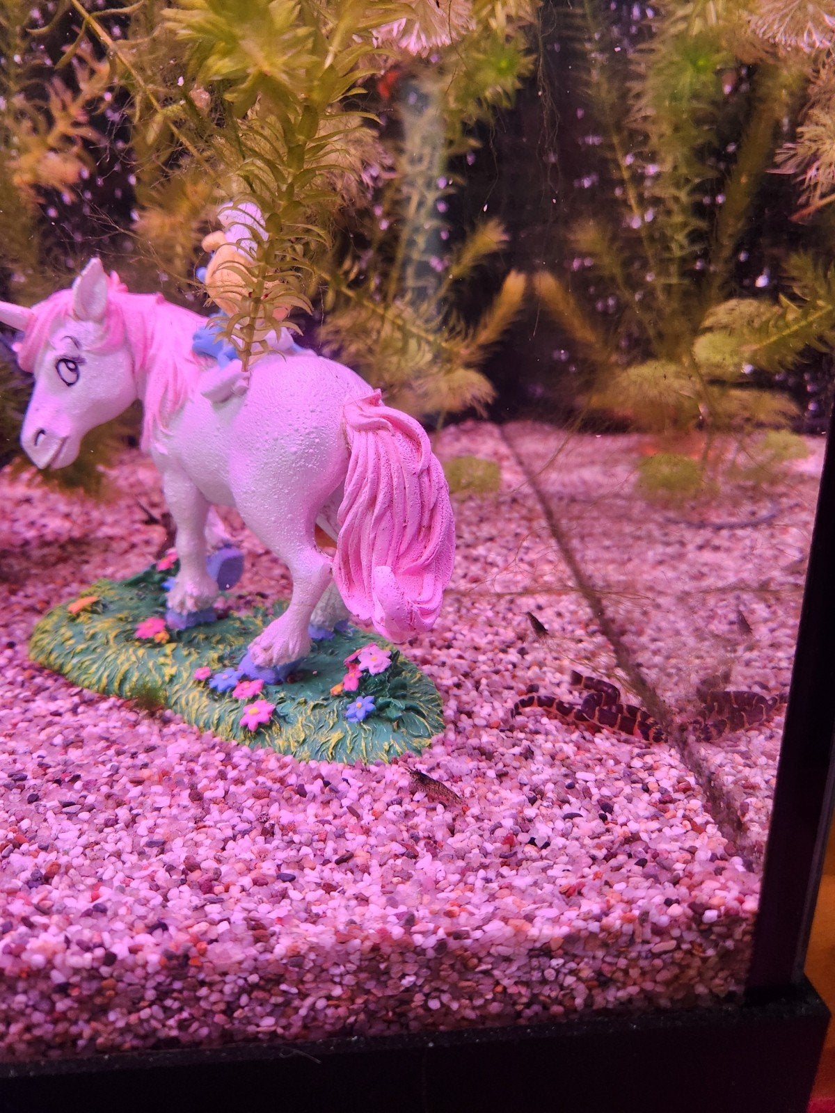 3 euro per stuk Garnalen te koop voor in de aquarium, Vis