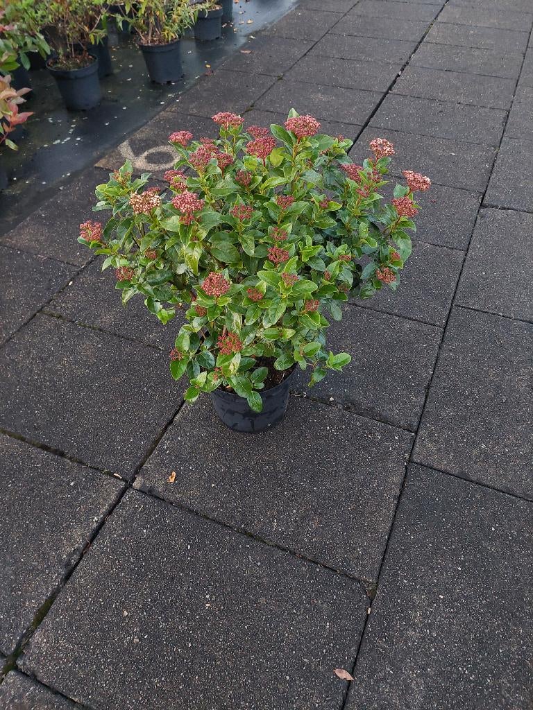 Sneeuwbal ( viburnum tinus), Vaste plant, Halfschaduw, Winter, Ophalen