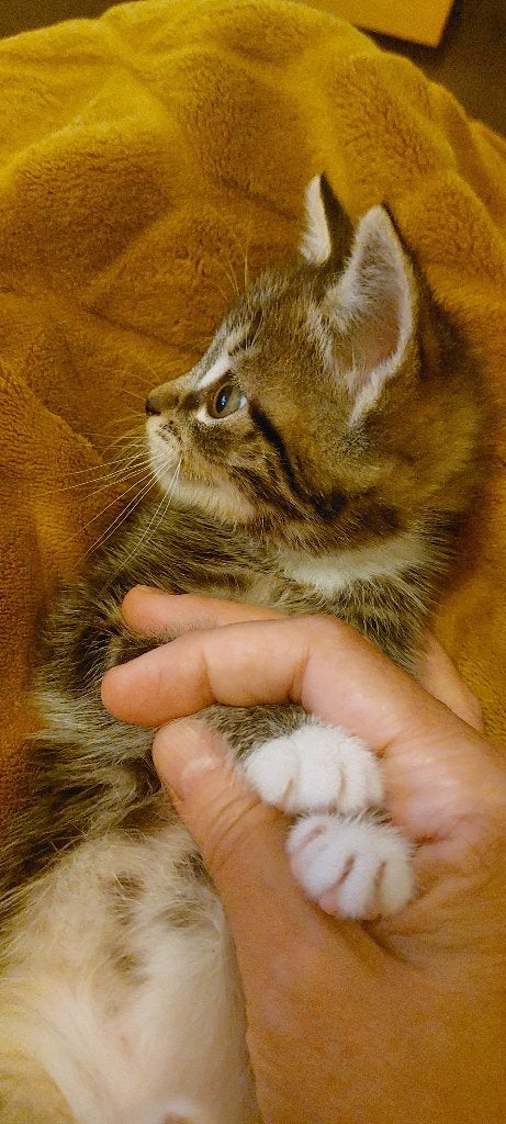 Kittens, Meerdere dieren, 0 tot 2 jaar
