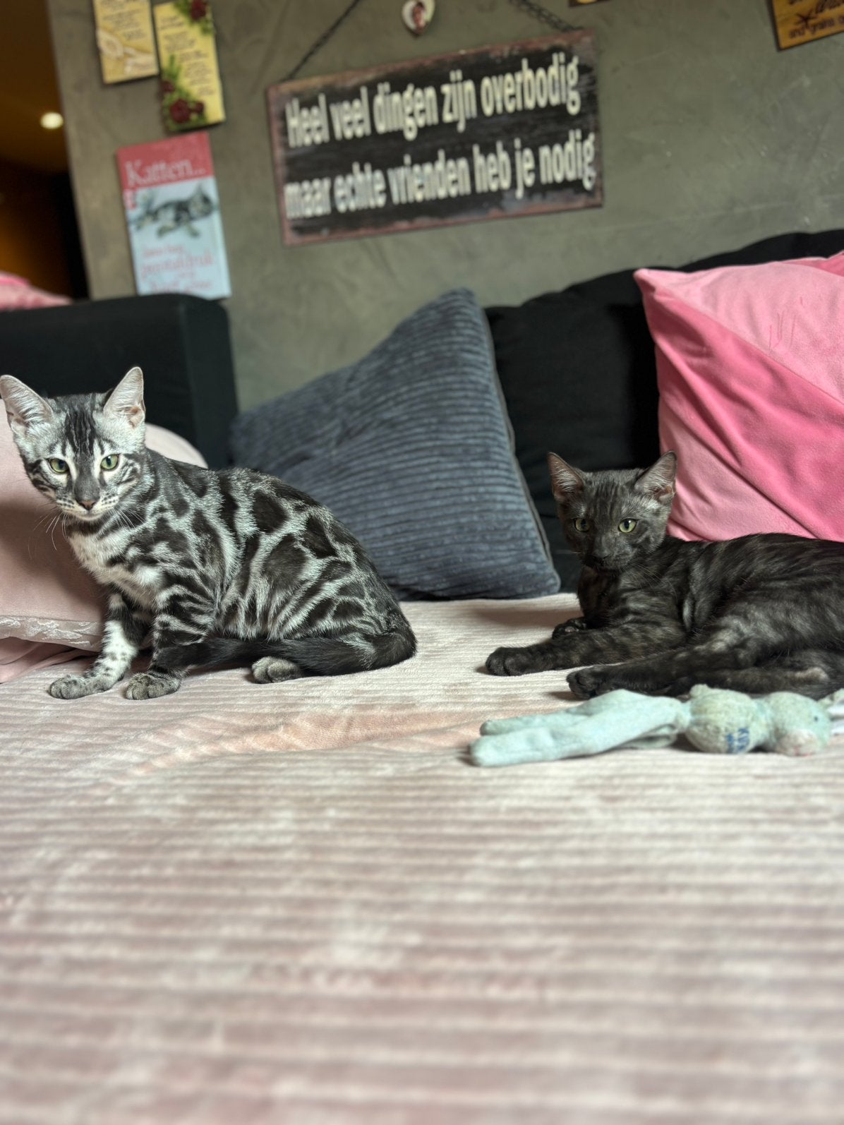 Raszuivere bengaal kittens mogen verhuizen, Meerdere dieren, Met stamboom, 0 tot 2 jaar