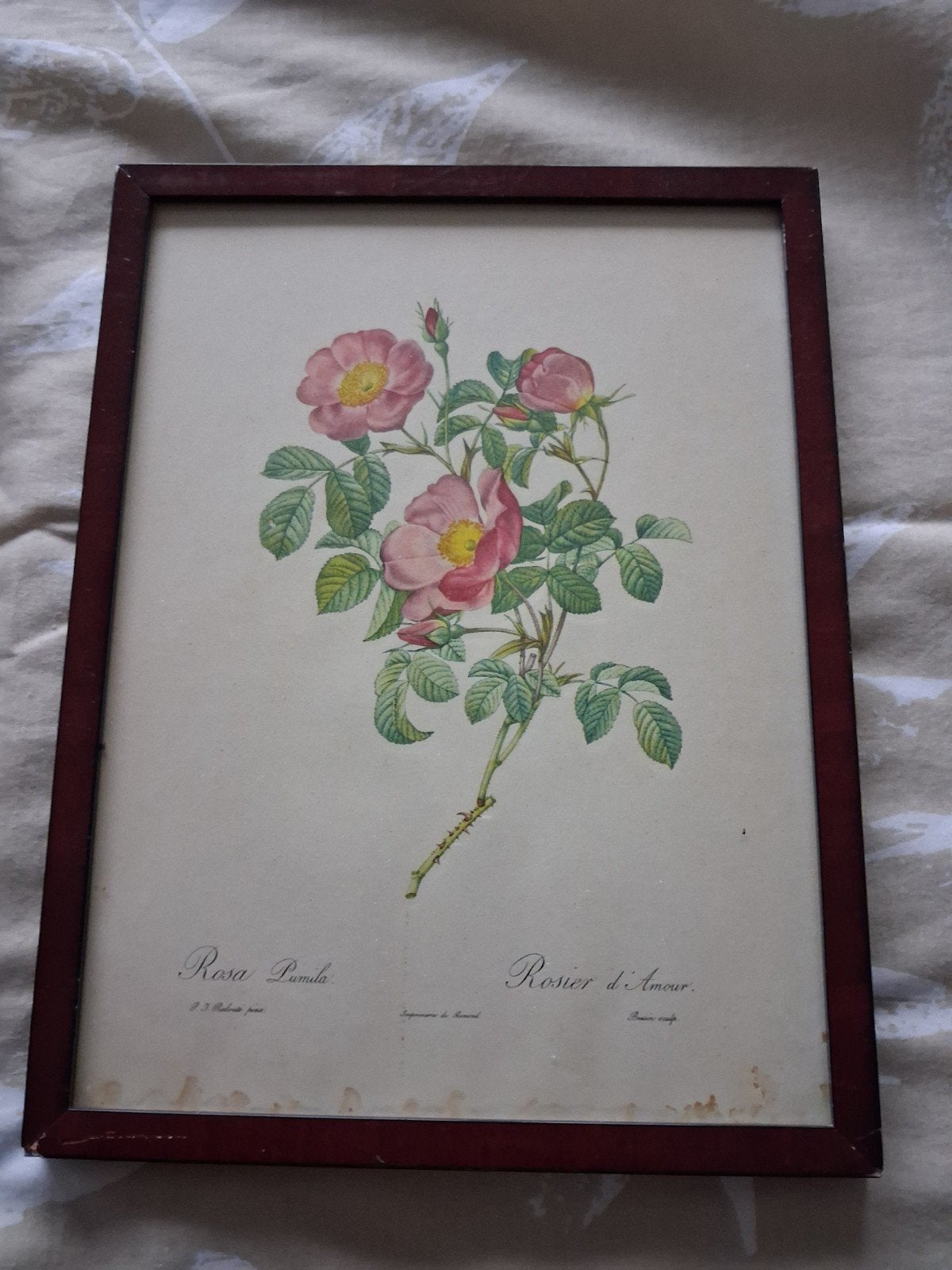 Antieke Botanische Print - Rosa Pumila / Rosier d'Amour, Ophalen of Verzenden, Print, Print/reproductie, Ingelijst