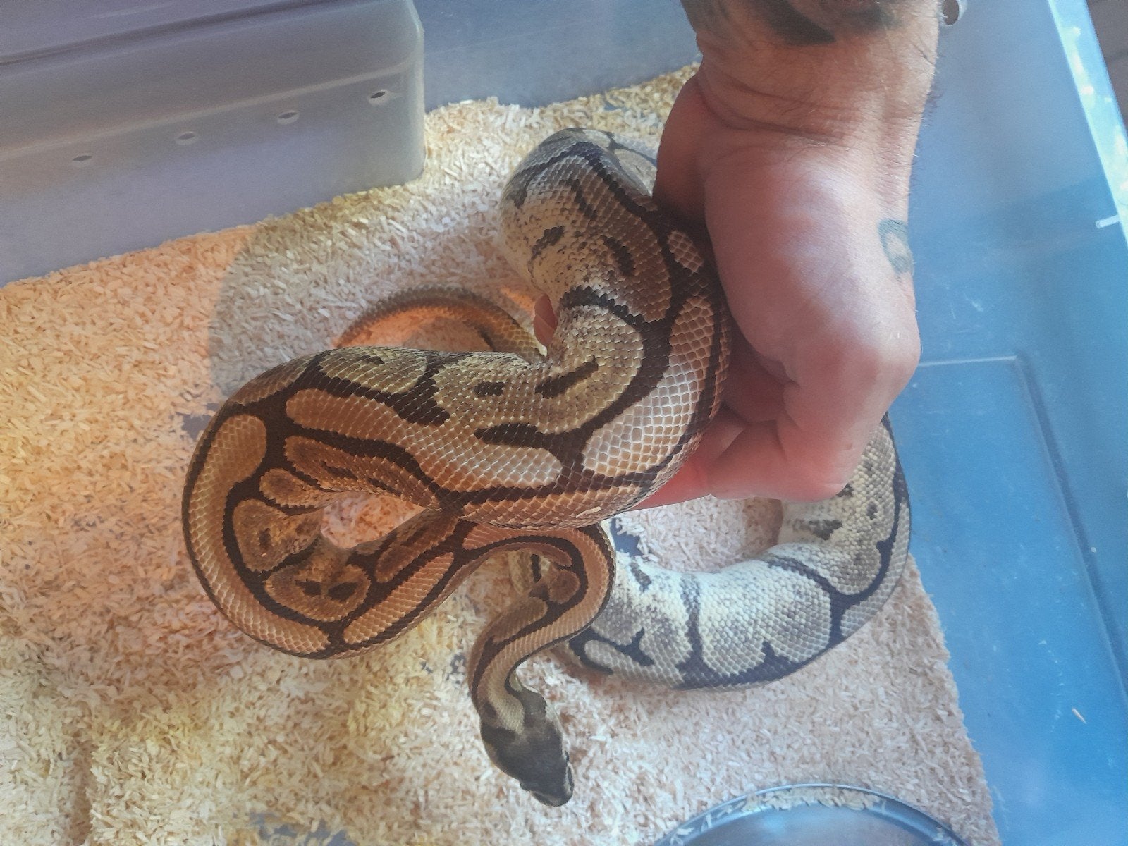 0.1 bewezen mojave spider 100% het pied Ball Python - female for sale from Twan