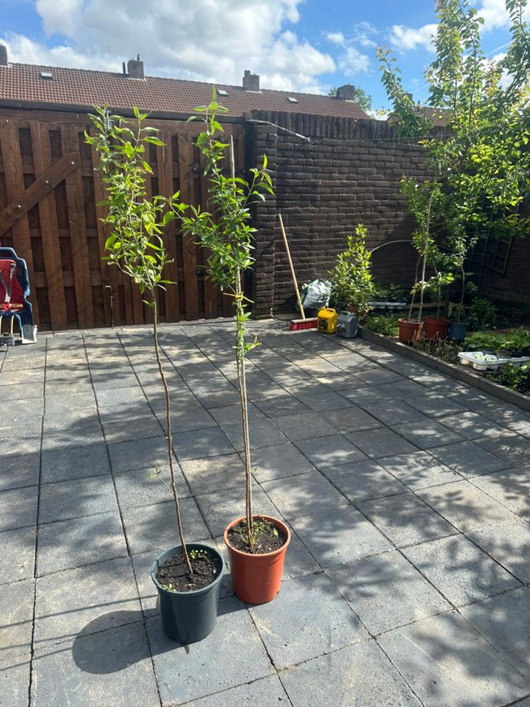 amandelboom, Ophalen, Minder dan 100 cm, Overige soorten, Zomer