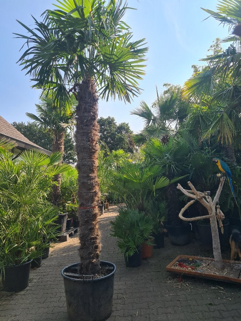 Grote palmboom Trachycarpus fortunei, Tuin en Terras, Ophalen, Halfschaduw, Zomer, Palmboom