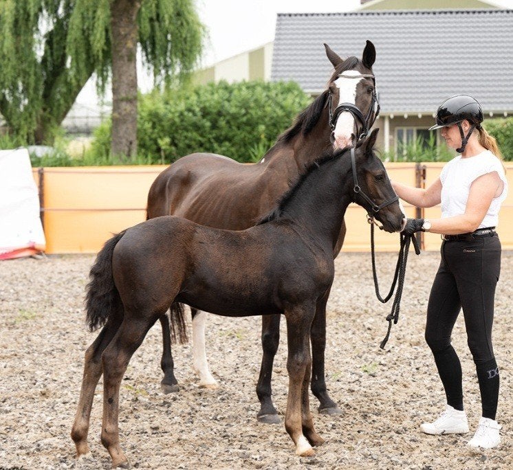 2 bloedmooie zwarte (bonte) hengstveulens, Dieren en Toebehoren, Paarden, Minder dan 160 cm, Dressuurpaard, 0 tot 2 jaar, Hengst
