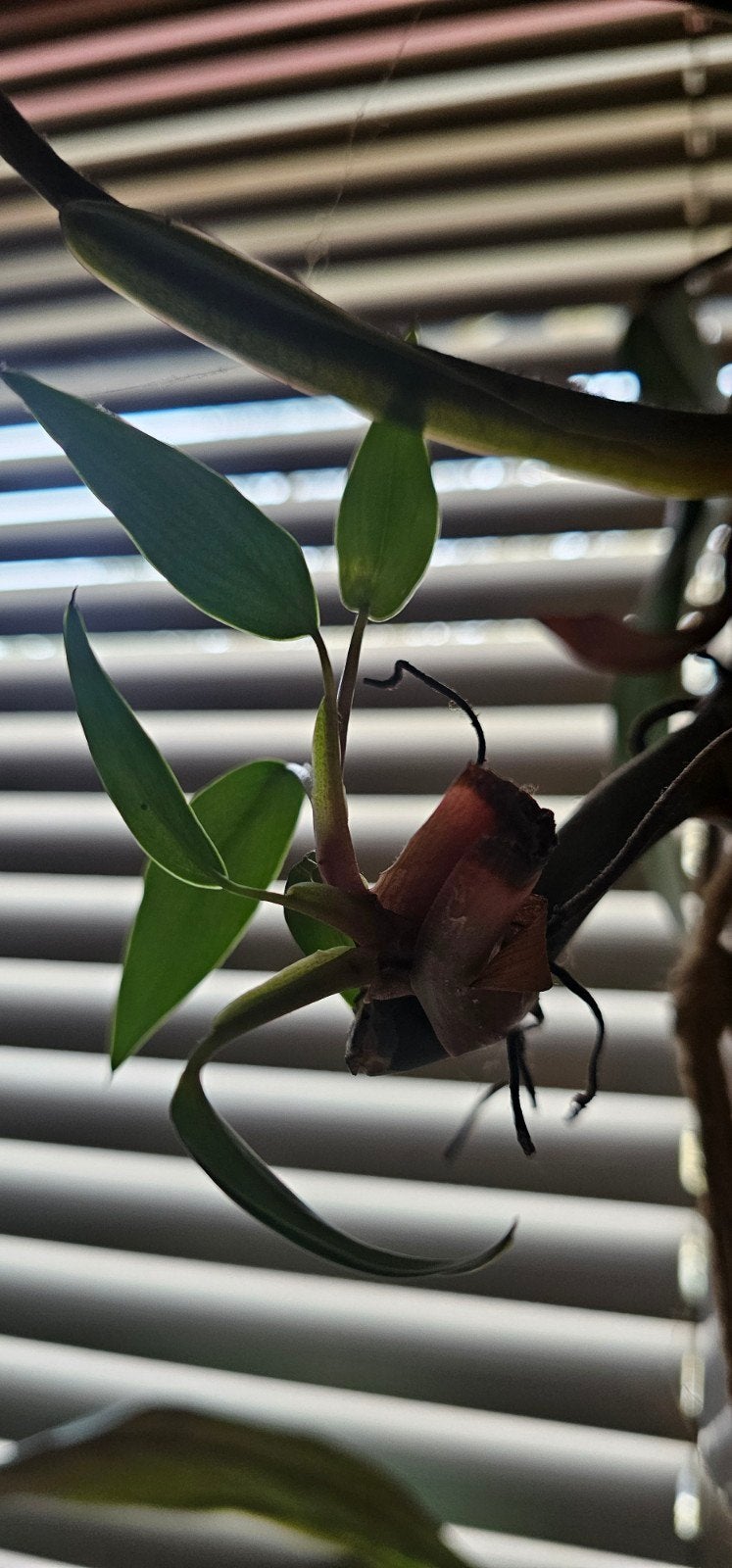 Stekje Philodendron Erubescens Red Emerald, Huis en Inrichting, Ophalen of Verzenden, Halfschaduw, Minder dan 100 cm
