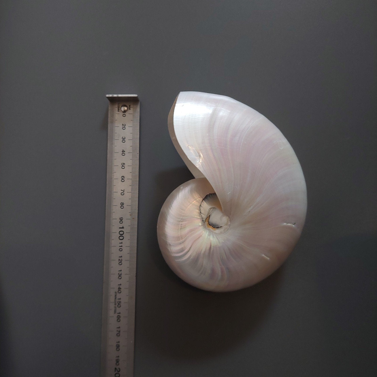 Aanbieding! Prachtige Gepolijste Nautilus Schelp - Decoratie, Verzamelen, Ophalen of Verzenden, Zo goed als nieuw
