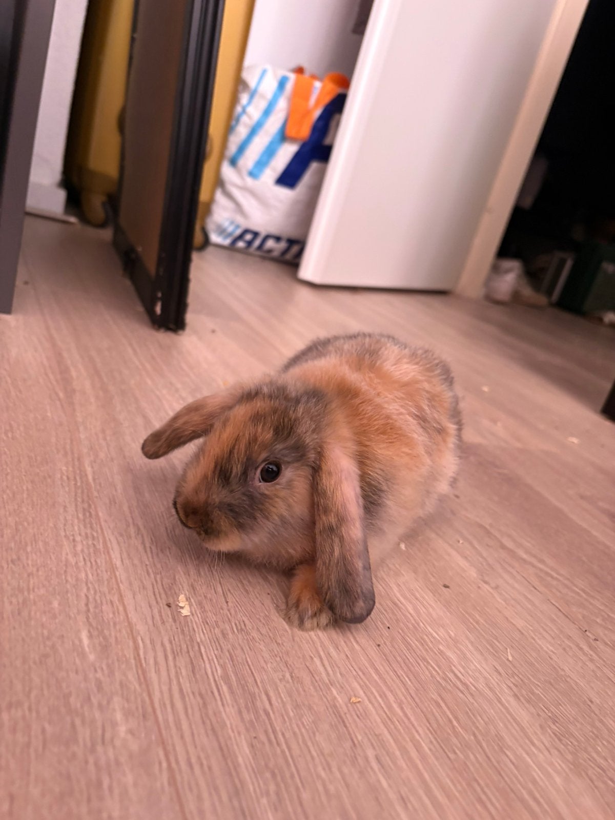 Baby konijn (11 weken), Dieren en Toebehoren, Konijnen, Mannelijk