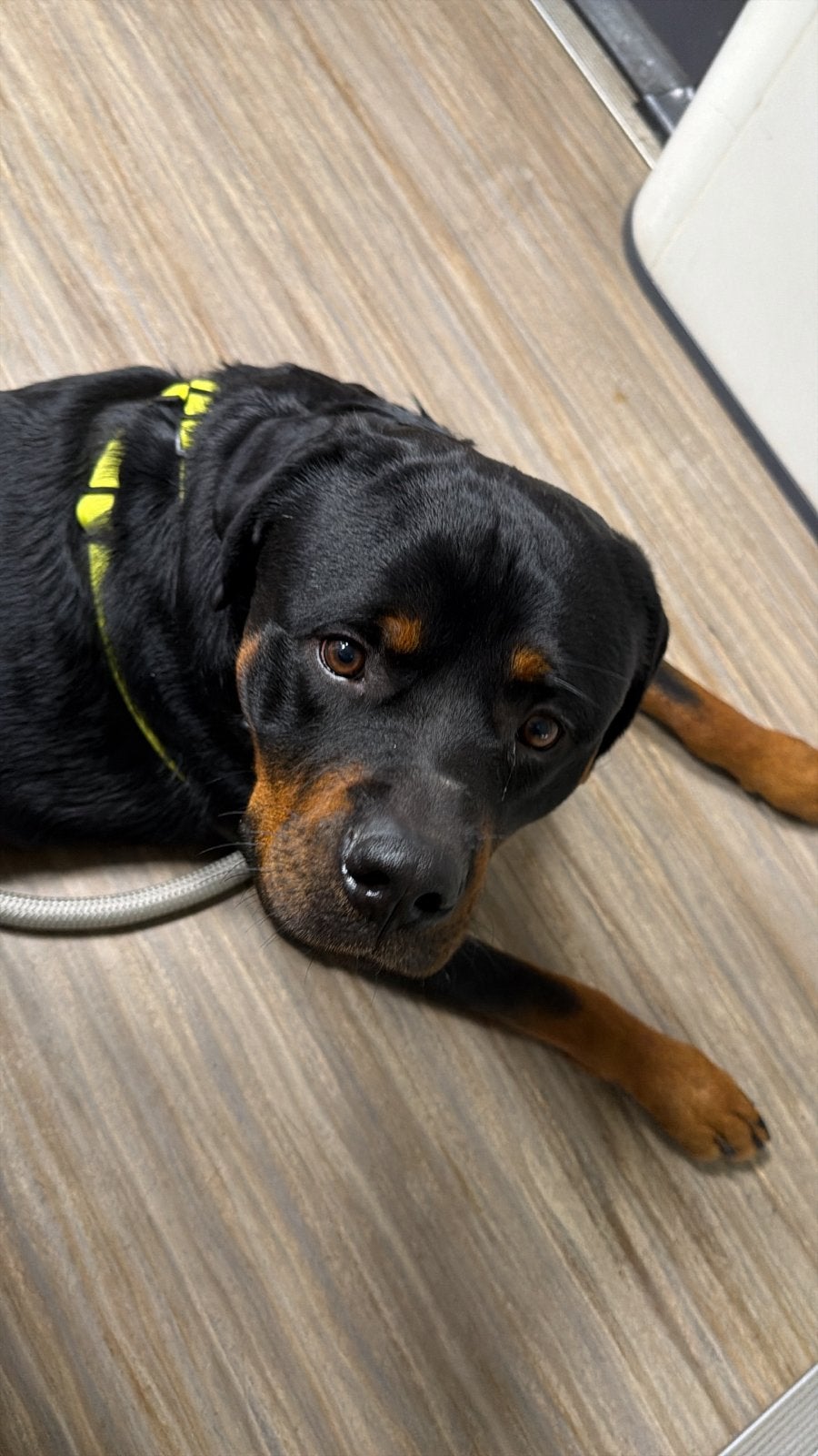 Lieve Rottweiler Rocky zoekt een nieuw thuis ️, Dieren en Toebehoren, België, Particulier, Reu, 1 tot 2 jaar