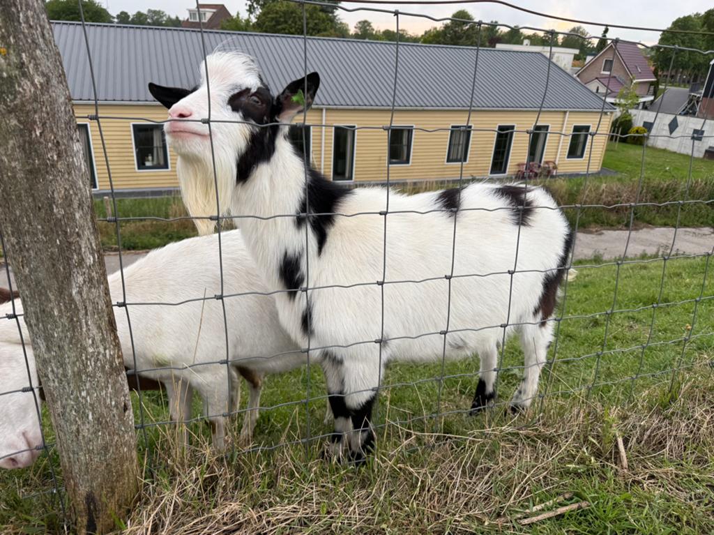 Te koop mooie bonte dekbok, Dieren en Toebehoren, Schapen, Geiten en Varkens, Mannelijk, Geit, 0 tot 2 jaar