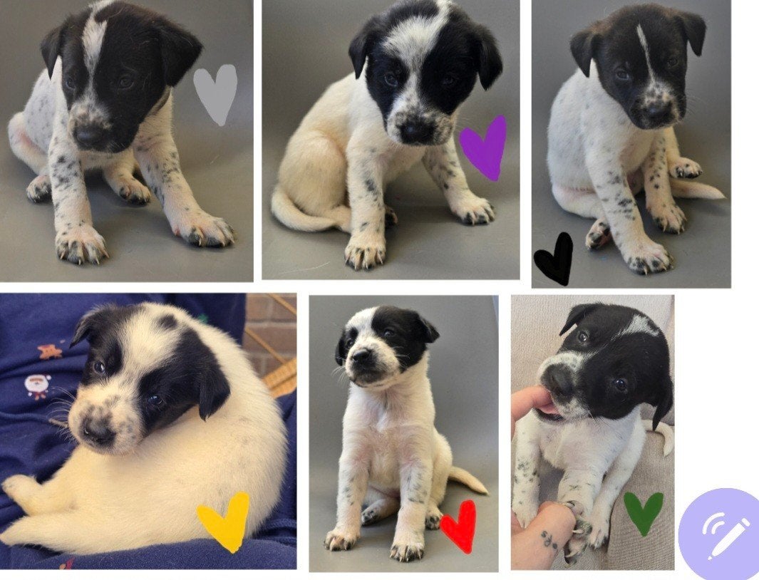 amirikaanse  akita dalmatier pups, Dieren en Toebehoren, 8 tot 15 weken, Meerdere, Meerdere dieren, Klein