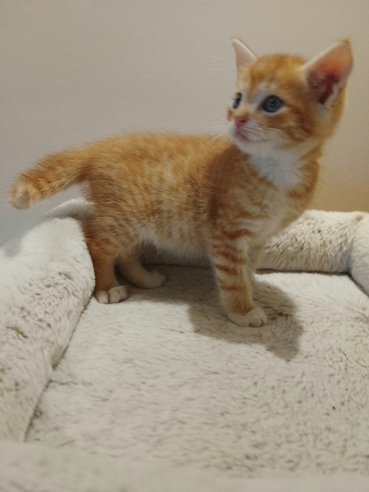 Prachtige Ragdoll kruising kittens, Meerdere dieren, 0 tot 2 jaar