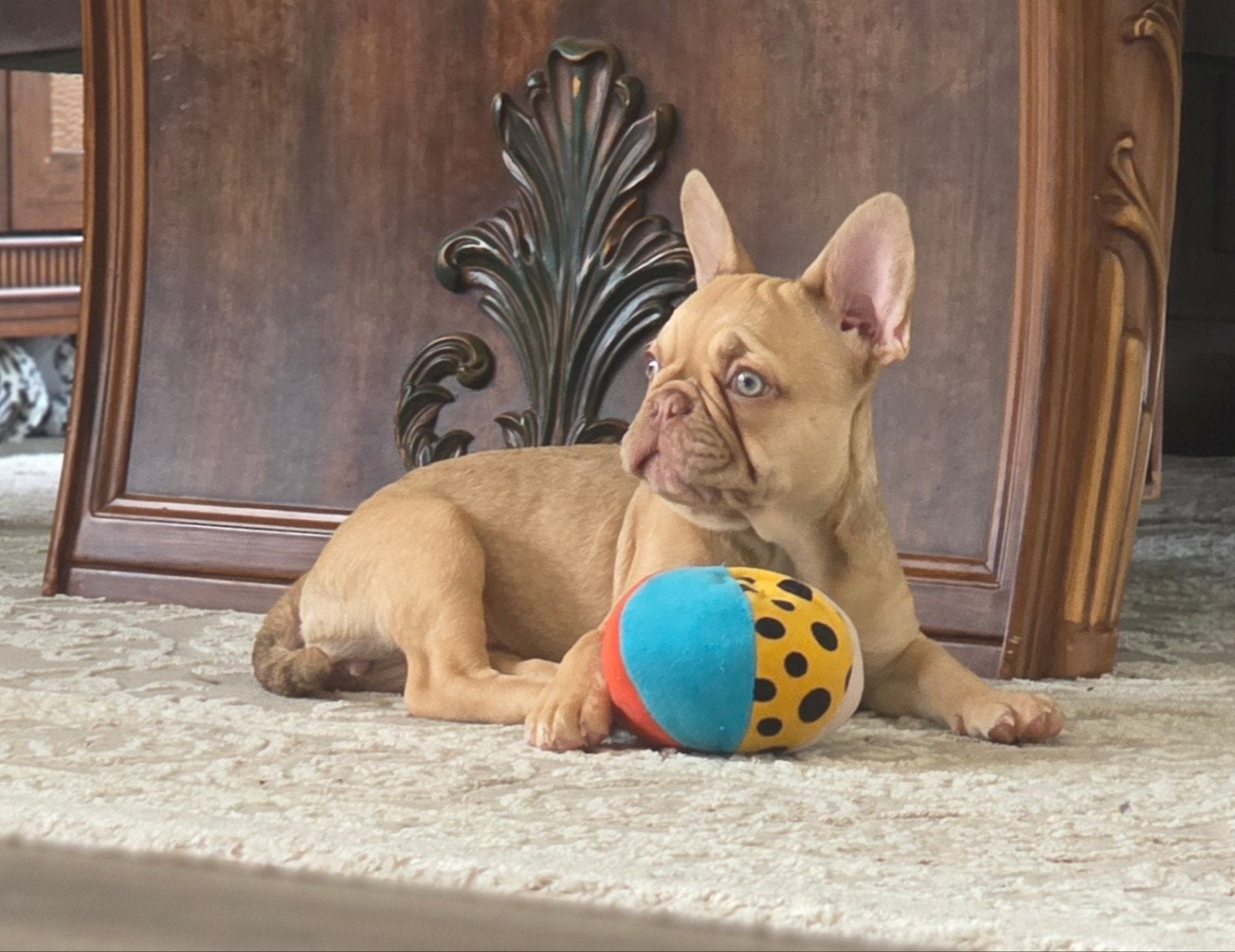 💙 Super leuke kruising franse bulldog pups reu en teef💓, Parvo, Reu, 8 tot 15 weken, Bulldog