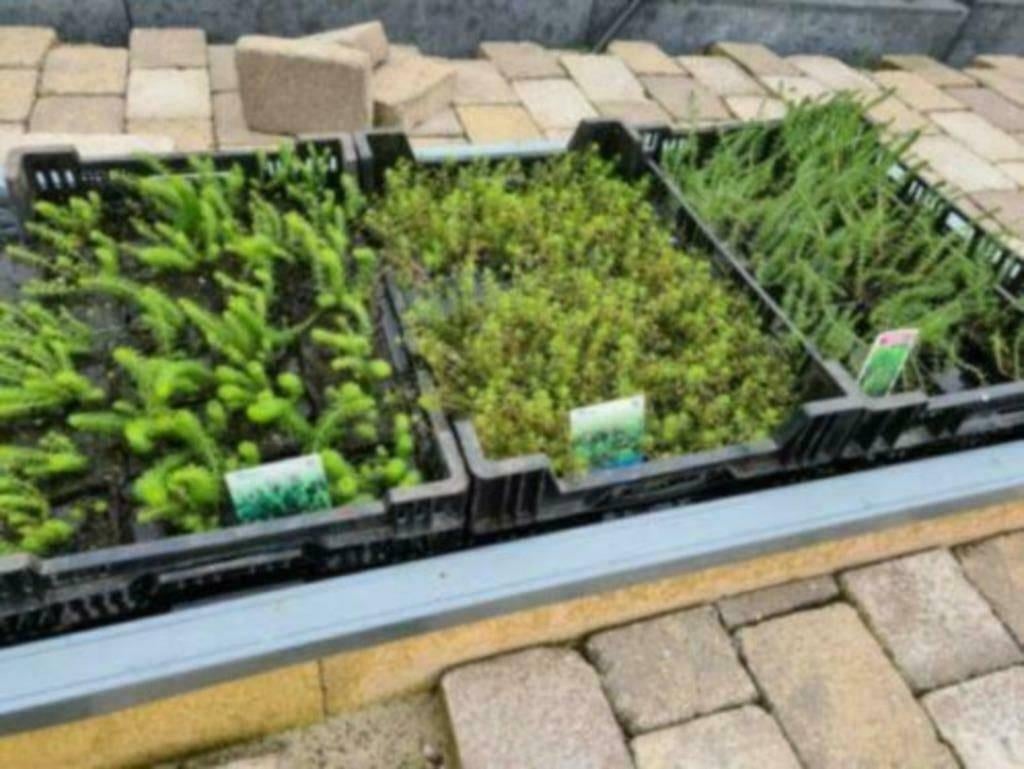 ACTIE, Vijverplanten, waterlelies, drijfplanten - Koidreams, Ophalen of Verzenden, Nieuw, Plant(en), Steen of Hout