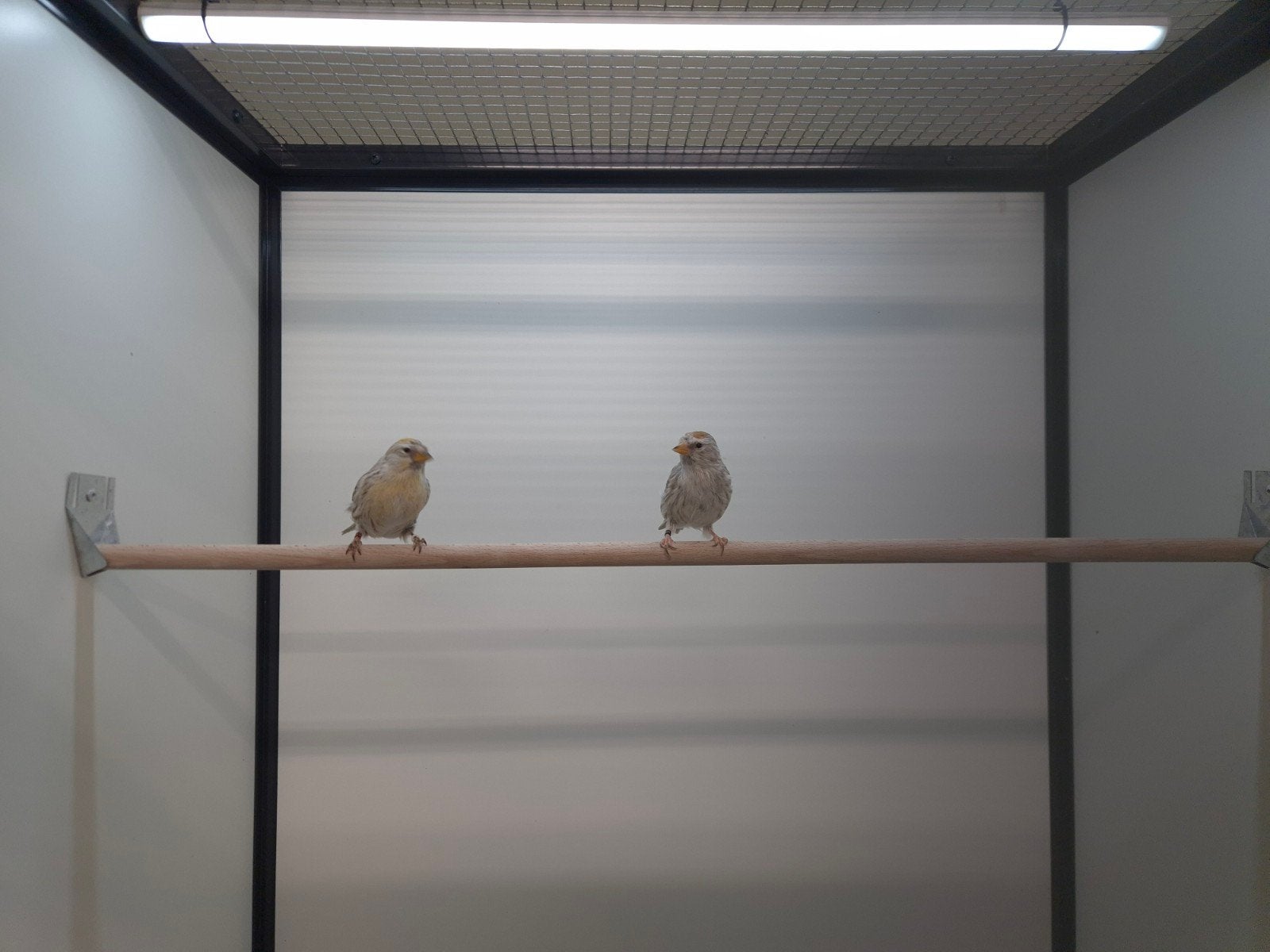 1-1 Noorse barmsijsen agaat, Meerdere dieren, Wildzangvogel, Geringd