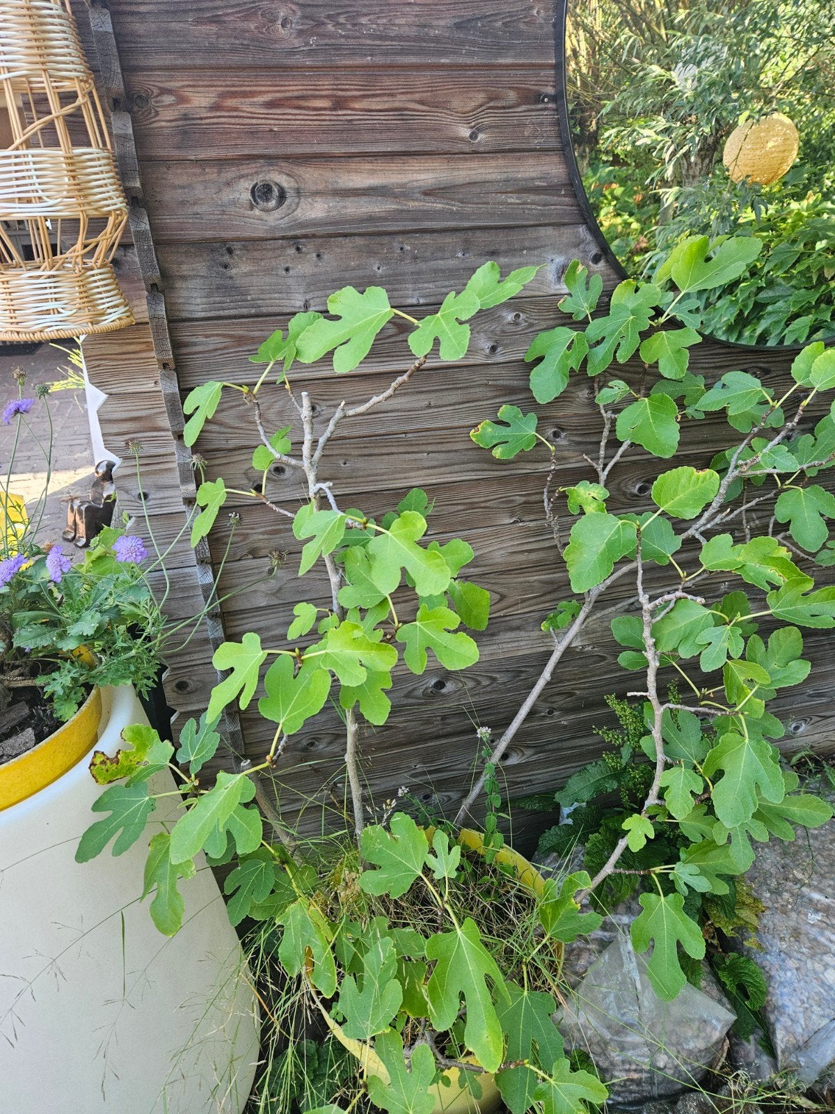 Vijgenstruik 80 cm hoog met pot, Ophalen, Vaste plant, Fruitplanten