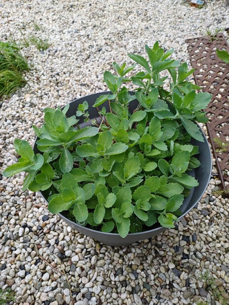 Grote sedum plant in pot., Ophalen, Overige soorten, Volle zon
