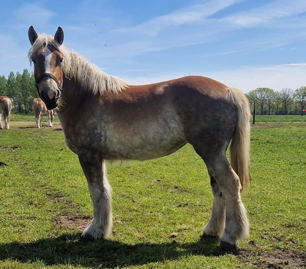Zeer mooie trekpaard l 3 jarige te koop, Dieren en Toebehoren, Paarden, Merrie, Recreatiepaard, Met stamboom, 0 tot 2 jaar