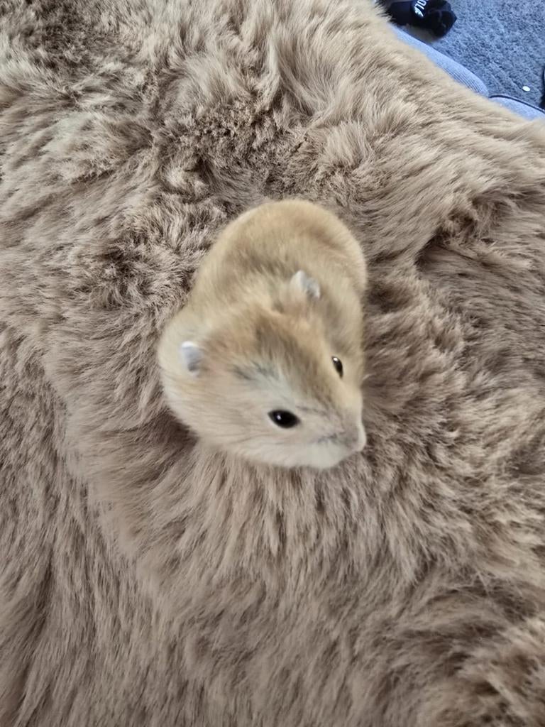 Dwerghamsters, hamster de laatste van het nestje, Dieren en Toebehoren, Knaagdieren, Januari, Meerdere dieren, Hamster