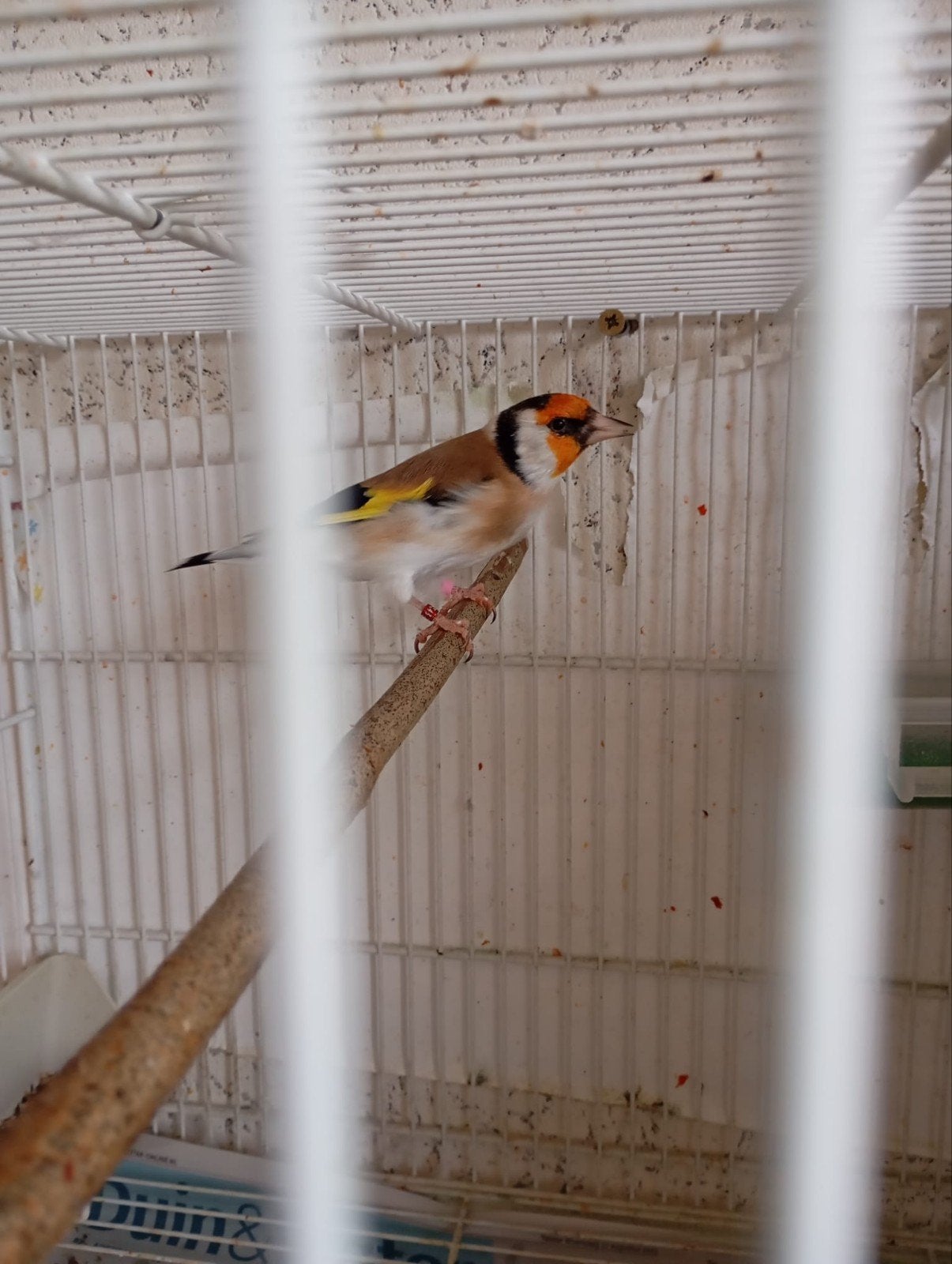 Vogels, Dieren en Toebehoren, Vogels | Overige Vogels, Mannelijk