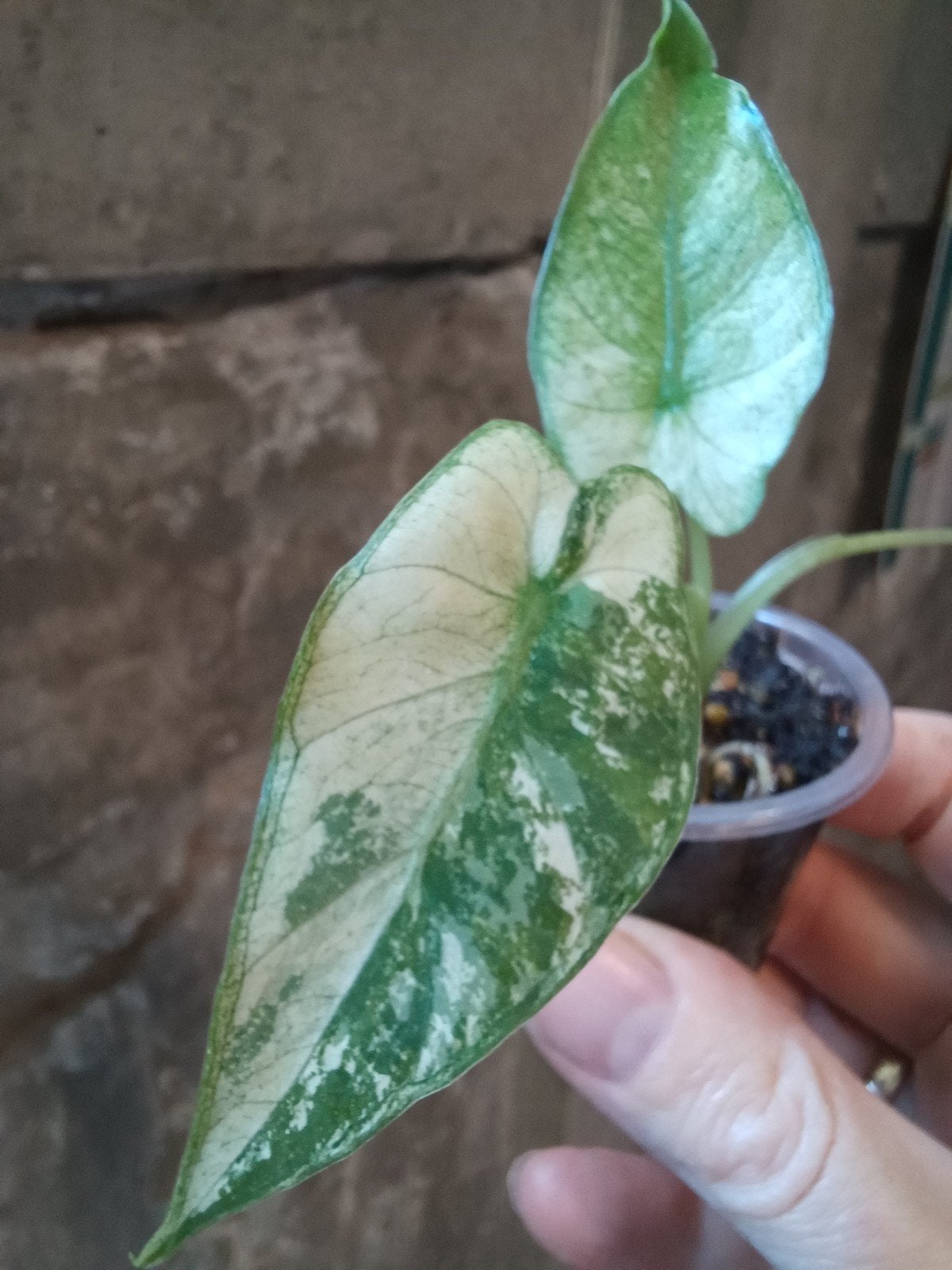 Alocasia gageana albo variegata, Huis en Inrichting, Kamerplanten, Ophalen of Verzenden, Halfschaduw, Minder dan 100 cm