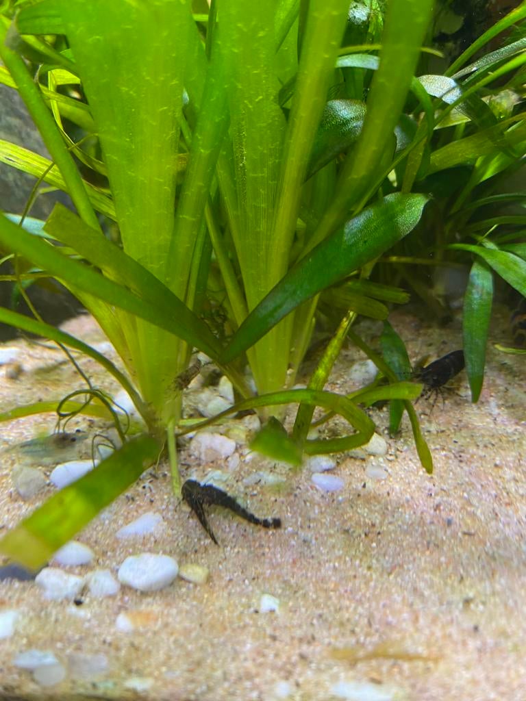 Jonge ancistrus bristlenose, Dieren en Toebehoren, Vissen | Aquariumvissen, Vis