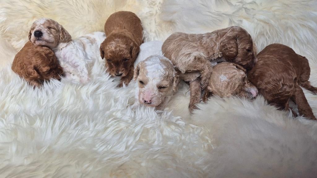 Cockapoo pupjes, 8 tot 15 weken, Meerdere, Meerdere dieren, Klein