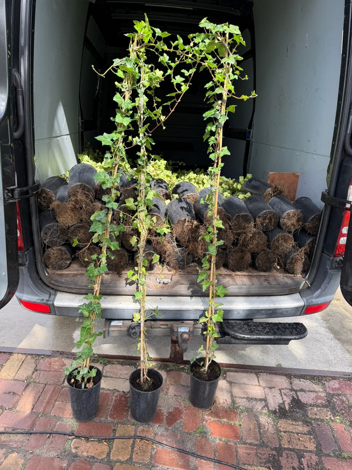 Hedera 180/200  4 liter pot leuk vertakt partij 150 stuks, Ophalen, Vaste plant, Bloeit niet, Halfschaduw
