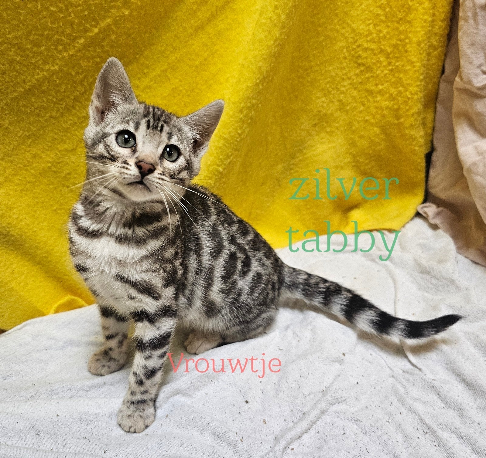 Bengaal kitten poesje Black Silver met stamboom, Dieren en Toebehoren, Poes, Met stamboom, 0 tot 2 jaar