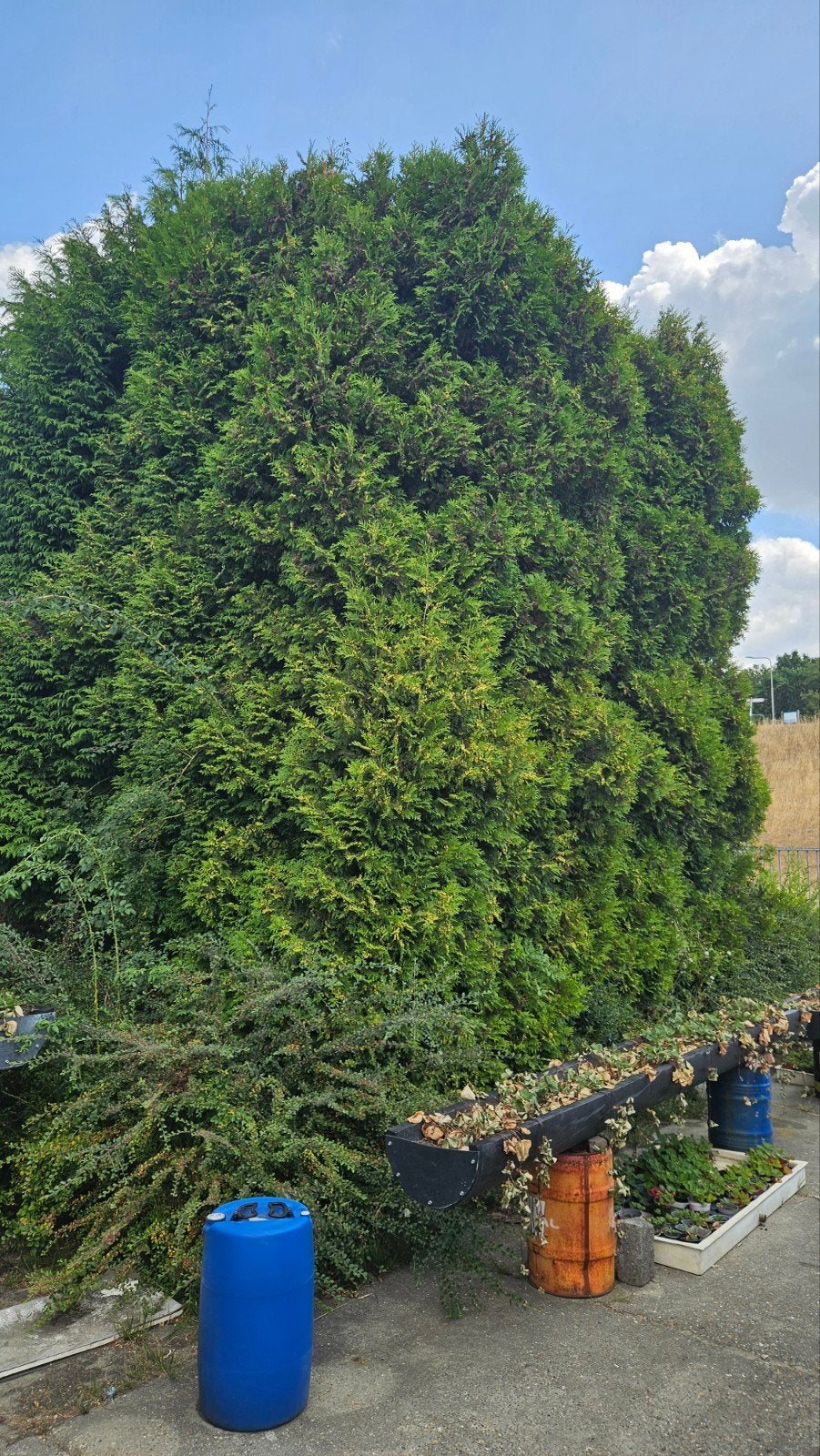 Coniferen - ca. 4m hoog (14 stuks beschikbaar), Leiboom, Zomer, 400 cm of meer, Ophalen