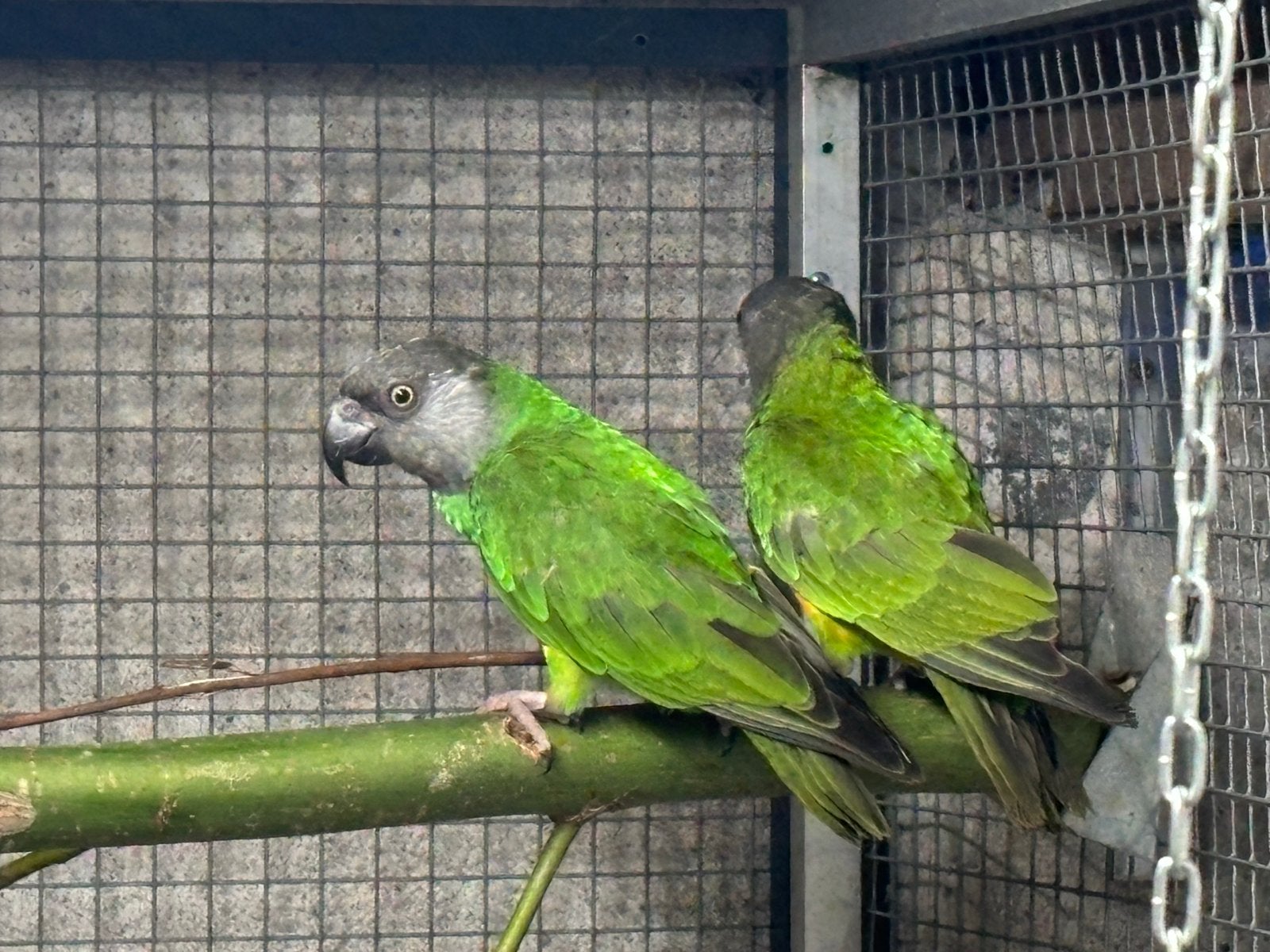Poicephalus senegalus Vesteri, Dieren en Toebehoren, Vogels | Parkieten en Papegaaien, Mannelijk, Parkiet