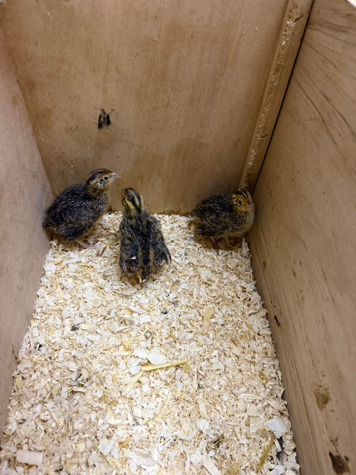 Japanse kwartel kuikens, Dieren en Toebehoren, Vogels | Overige Vogels, Geslacht onbekend