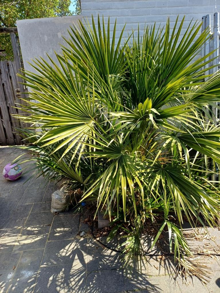 Europese Dwergpalm Meerstammig 180 meter, Ophalen of Verzenden, Overige soorten, Volle zon