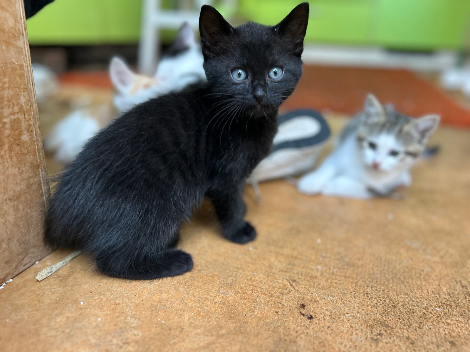 Rode & zwarte kittens zoeken thuis! 3 van 7 vrij 🐾, Meerdere dieren