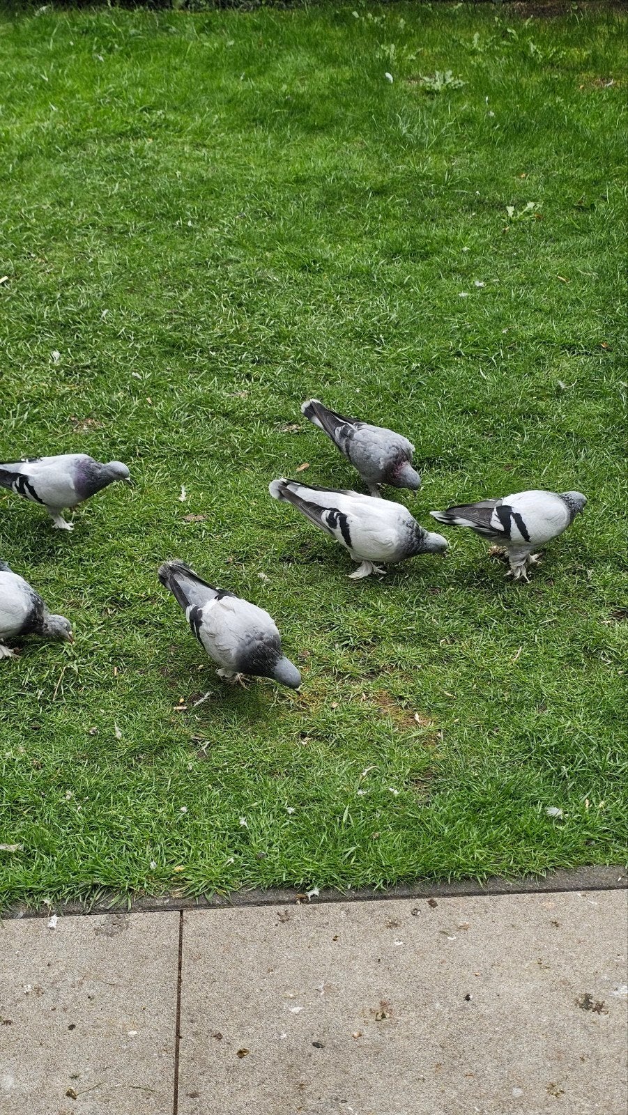 taklacı duiven, Meerdere dieren, Postduif