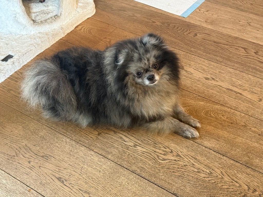 Pomeriaan teefje, Dieren en Toebehoren, Keeshond, 1 tot 2 jaar, Teef, Eén hond