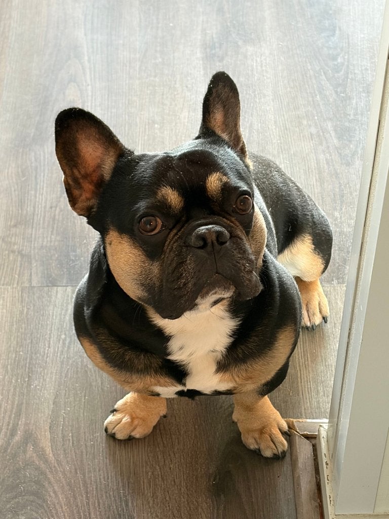 Lieve Franse Bulldog reu Fender (2,5 jaar) zoekt warm thuis, Dieren en Toebehoren, Honden | Bulldogs, Pinschers en Molossers, Reu